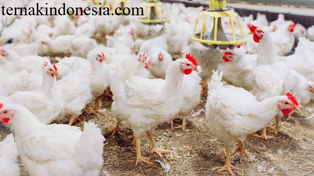 Panduan Lengkap Budidaya Ayam Broiler: Strategi Sukses