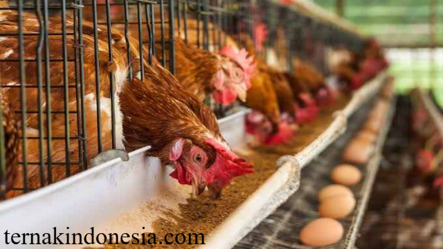 Strategi Jitu Usaha Unggas Petelur: Panduan Praktis