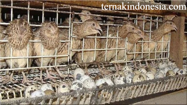 Panduan Lengkap Budidaya Burung Puyuh Petelur dan Pedaging