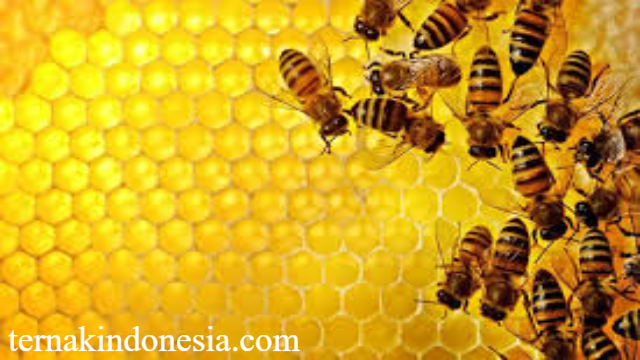 Panduan Strategis Budidaya Koloni Penghasil Madu
