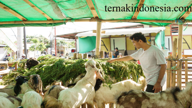 Strategi Sukses Budi Daya Kambing untuk Pemula dan Profesional