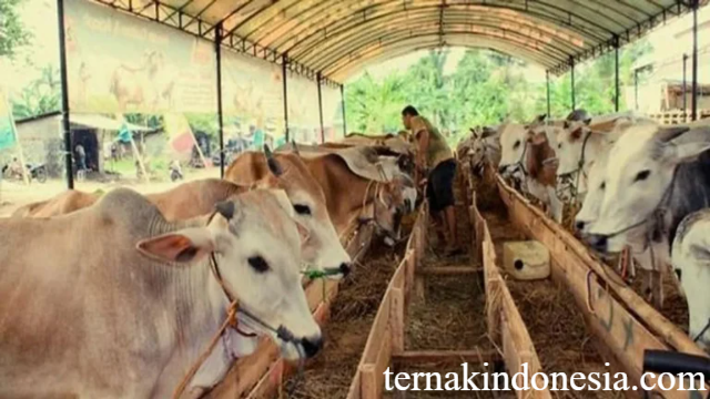 Kunci Sukses Beternak Lembu Potong Secara Modern