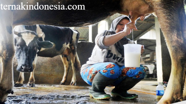 Usaha Budidaya Sapi Penghasil Susu: Strategi Sukses