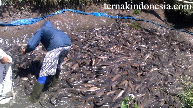 Panduan Lengkap Budi Daya Ikan Lele: Strategi Efisien