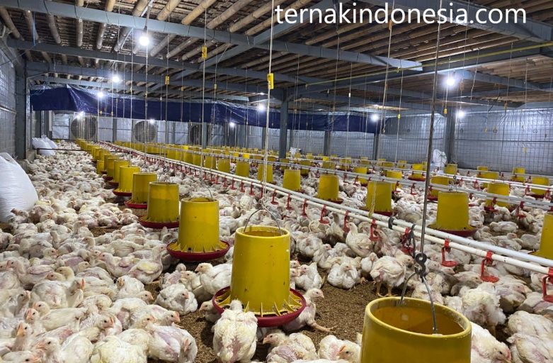 Mengenal 7 Jenis Peternakan