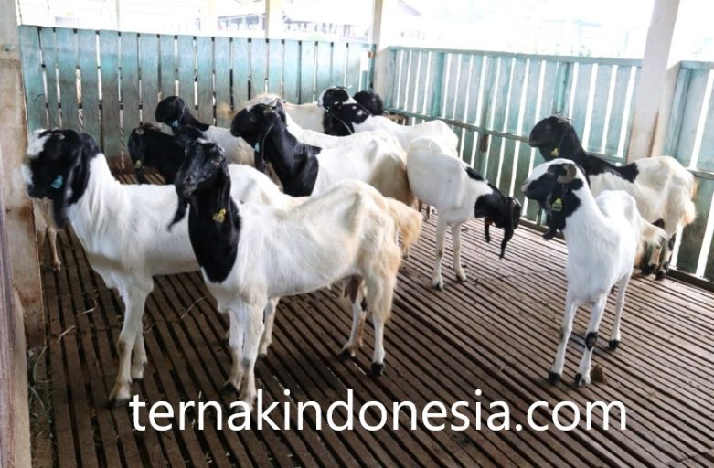 Peternakan Kambing: Peluang Emas