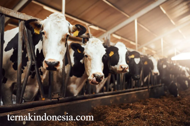 Peternakan Ramah Lingkungan: Solusi Produksi Hewani yang Sehat dan Berkelanjutan